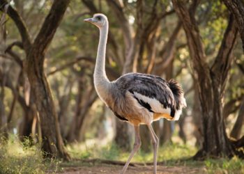 На Кубани известная по клубничке страус Женя снова в розыске