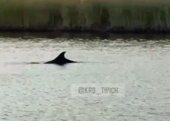 В лимане на Кубани в 150 километрах от Черного моря обнаружили дельфина