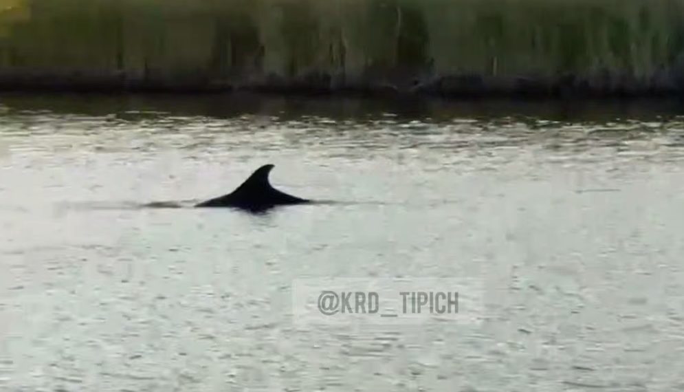 В лимане на Кубани в 150 километрах от Черного моря обнаружили дельфина