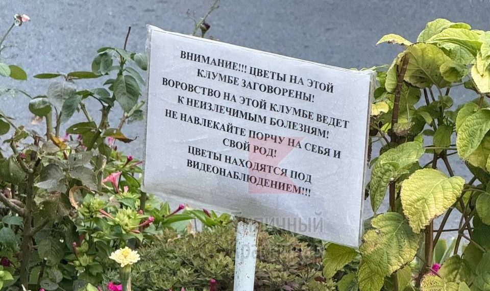 В центре Краснодара появилась клумба с заговоренными цветами