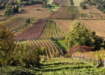 Краснодарский край увеличит долю местных саженцев винограда до 70%