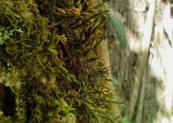 Находка века для ботаников: в Сочи нашли редкий мох