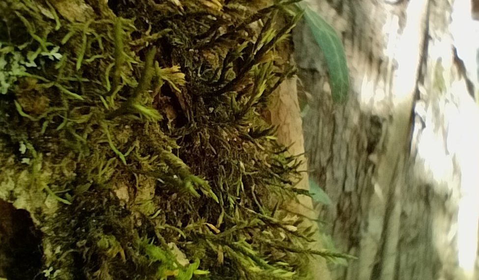 Находка века для ботаников: в Сочи нашли редкий мох