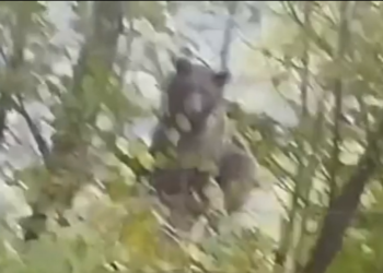 В Сочи медведь шокировал водителей, забравшись на дерево у трассы