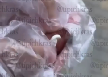 Несколько собак отравлены в жилом комплексе Краснодара