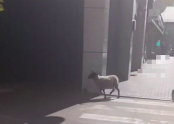 В Краснодаре на улице Репина баран устроил утреннюю пробежку