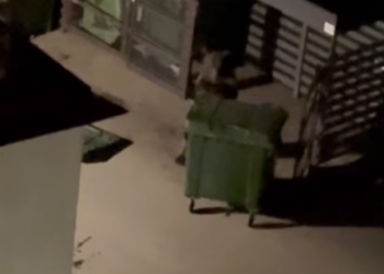 В Сочи медведь взял вывоз мусора в свои лапы. Буквально