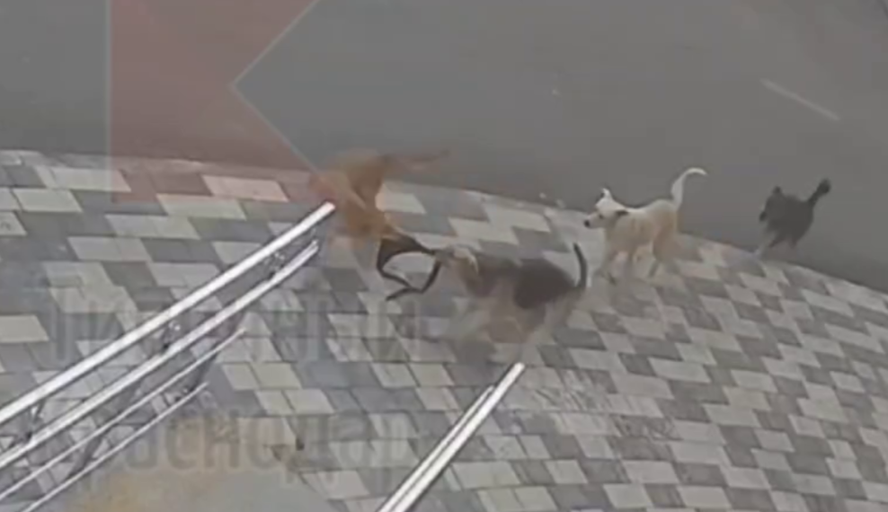 В Краснодаре собаки-гопники отобрали у ребенка сумку с вещами