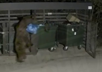 Медведь-помоечник устроил беспорядок на контейнерной площадке в Сочи