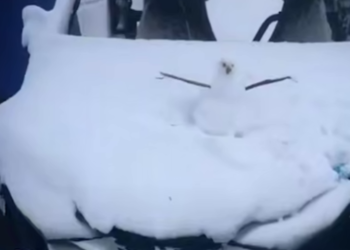 Контрастная погода в Сочи: села под водой, а в Красной Поляне — снежная зима