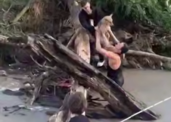 В Сочи спасли двух собак, заблокированных на островке посреди бурной реки