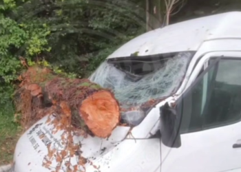 В Сочи на «Мерседес» рухнуло дерево: разбито лобовое стекло