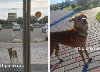 Собака Буся, пропавшая в пробке у Крымского моста, нашлась в Краснодаре