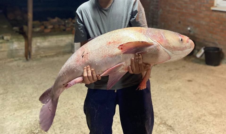 На Кубани подросток поймал 19-килограммового толстолобика