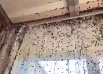 Полчища мраморных клопов штурмуют жилища в Сочи и Краснодарском крае