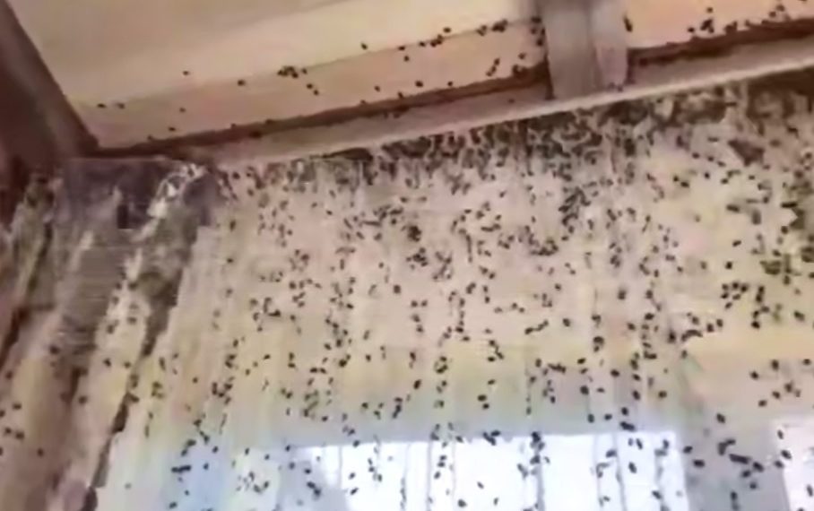 Полчища мраморных клопов штурмуют жилища в Сочи и Краснодарском крае