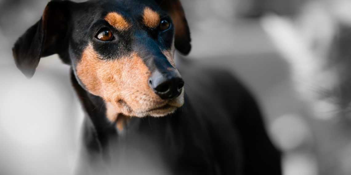 Более 300 волонтеров ищут собаку Бусю, которая пропала на Крымском мосту