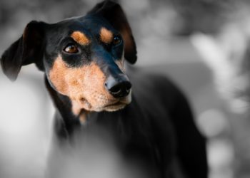 Более 300 волонтеров ищут собаку Бусю, которая пропала на Крымском мосту