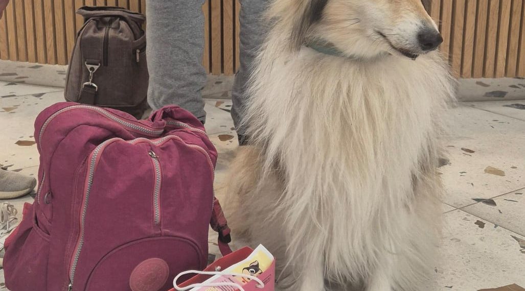 В горах Сочи появились первые сертифицированные отели для отдыха с питомцами