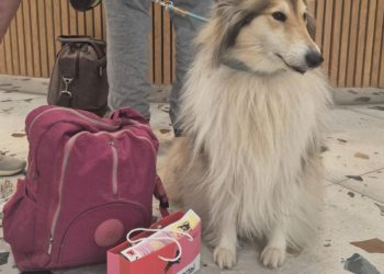 В горах Сочи появились первые сертифицированные отели для отдыха с питомцами