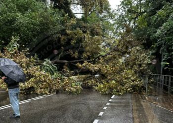 На федеральную трассу в Сочи упало большое дерево