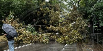 На федеральную трассу в Сочи упало большое дерево