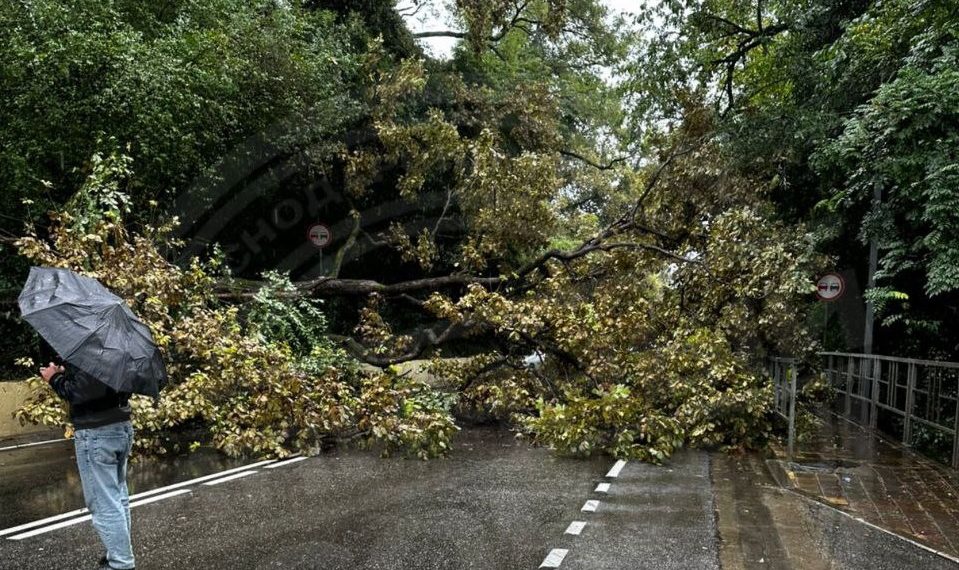 На федеральную трассу в Сочи упало большое дерево