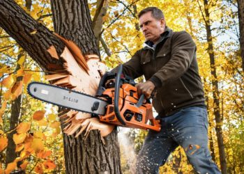 Штраф за вырубку редких деревьев для бизнес-леди из Сочи вырос до 10 миллионов