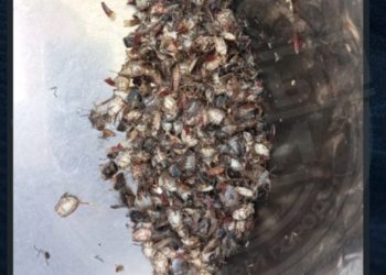 В Сочи начали продавать мраморных клопов по 1000 рублей за партию