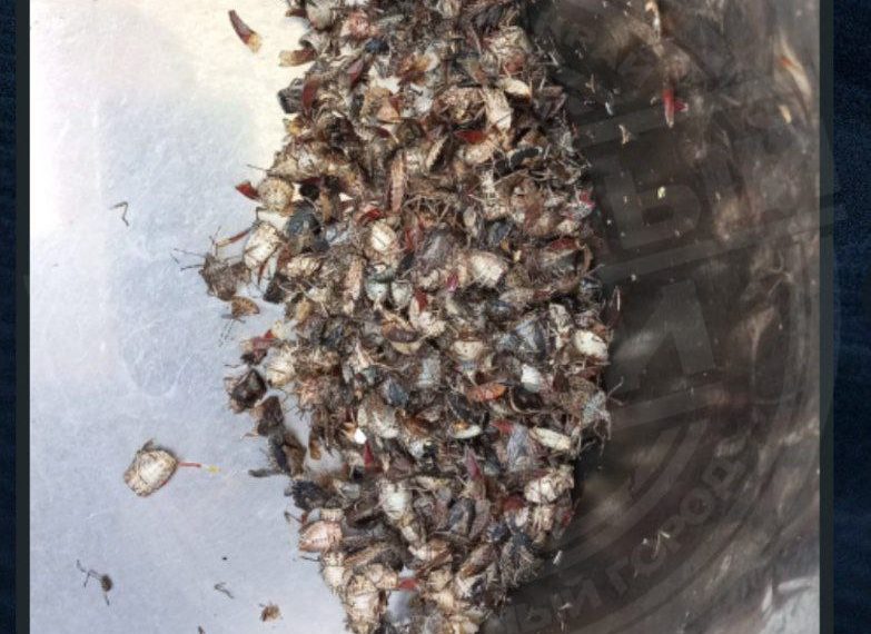 В Сочи начали продавать мраморных клопов по 1000 рублей за партию