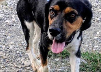 Хэппи-энд в аэропорту Сочи: пёс, которого считали брошенным, вернулся домой