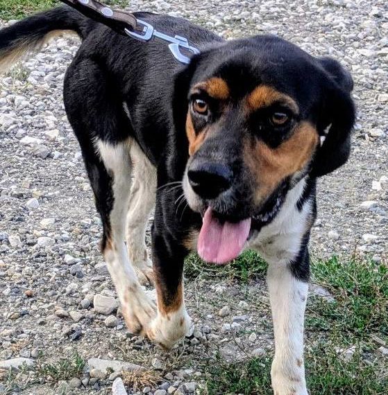 Хэппи-энд в аэропорту Сочи: пёс, которого считали брошенным, вернулся домой