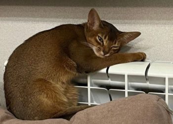 В Сочи и Краснодаре утвердили график пуска тепла