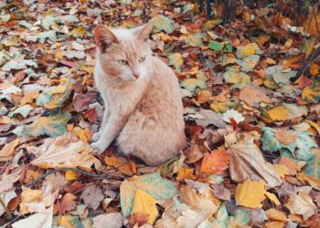 Синоптики прогнозируют легкие заморозки до -3 градусов на Кубани: где и когда