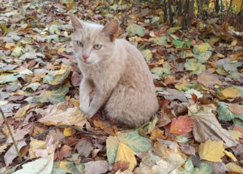 Осенний шторм: в отдельных районах Кубани объявлено опасное метеоявление