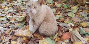 Осенний шторм: в отдельных районах Кубани объявлено опасное метеоявление