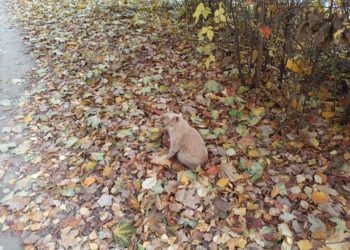 Погода снова слетит с катушек в понедельник 20 октября на Кубани