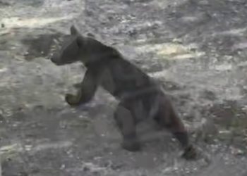 По улицам Сочи разгуливал очередной медведь