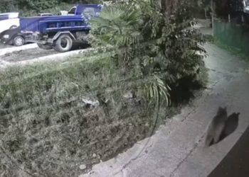 В Сочи медведь пришел в частный сектор и поужинал курицами