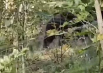 В Сочи медведь пришел к АЗС