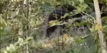 В Сочи медведь пришел к АЗС