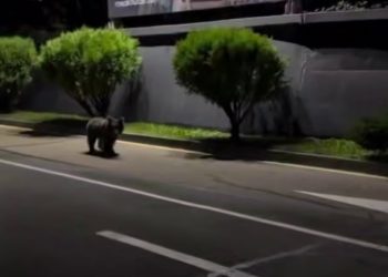 В Сочи туристка по дороге в отель встретила медвежонка