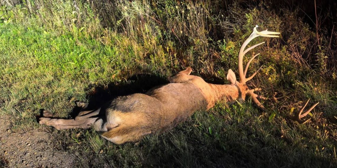 Благородный олень погиб под колесами в Северском районе: водитель скрылся