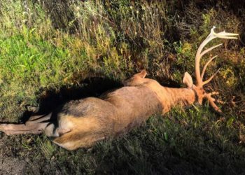 Благородный олень погиб под колесами в Северском районе: водитель скрылся
