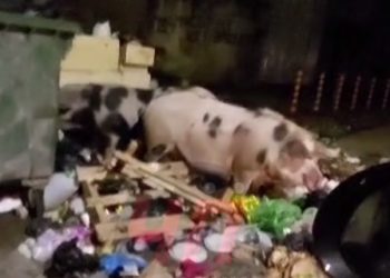 В Сочи свиньи оккупировали контейнерную площадку