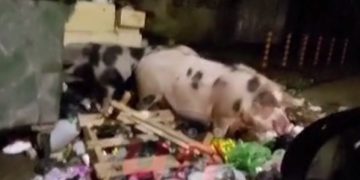 В Сочи свиньи оккупировали контейнерную площадку