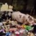 В Сочи свиньи оккупировали контейнерную площадку