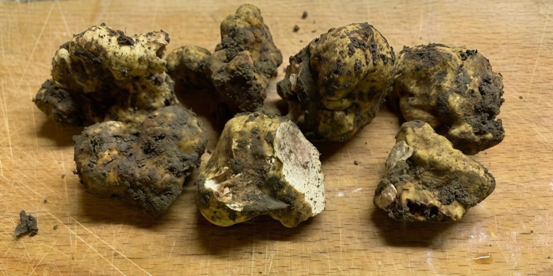 Российские ученые идентифицировали ценный вид трюфеля в Краснодарском крае