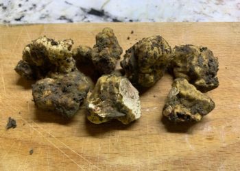 Российские ученые идентифицировали ценный вид трюфеля в Краснодарском крае