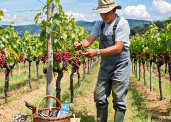 АПК Кубани испытывает кадровый голод: названы самые востребованные профессии